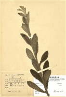 藏品(毛將軍)的圖片